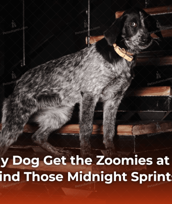 why-does-my-dog-get-the-zoomies-at-night-the-science-behind-those-midnight-sprints