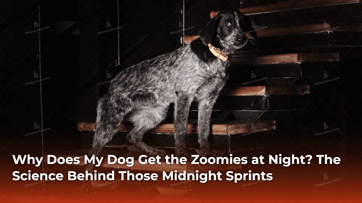 why-does-my-dog-get-the-zoomies-at-night-the-science-behind-those-midnight-sprints