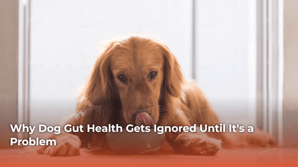 why-dog-gut-health-gets-ignored-until-its-a-problem