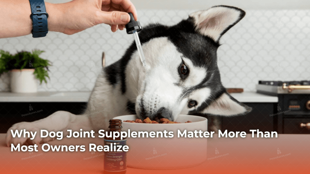 why-dog-joint-supplements-matter-more-than-most-owners-realize