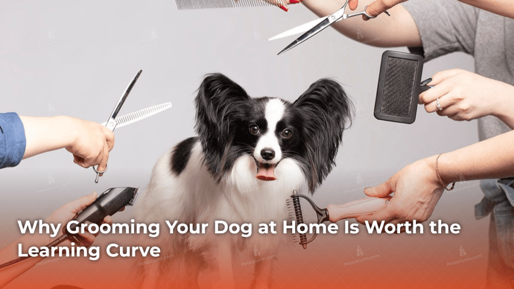 why-grooming-your-dog-at-home-is-worth-the-learning-curve