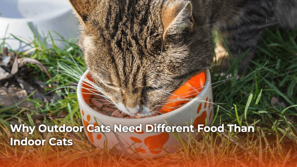 why-outdoor-cats-need-different-food-than-indoor-cats