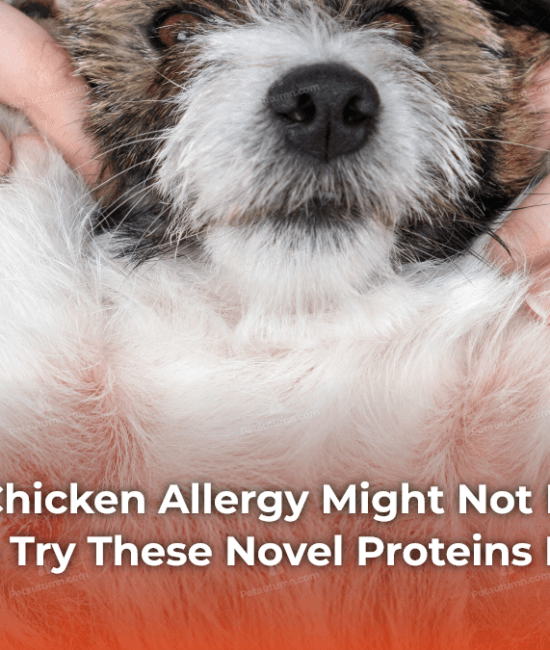 your-dogs-chicken-allergy-might-not-be-what-you-think-try-these-novel-proteins-instead