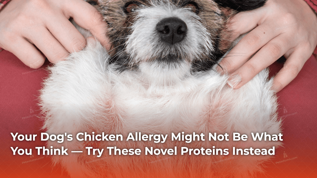 your-dogs-chicken-allergy-might-not-be-what-you-think-try-these-novel-proteins-instead