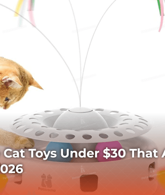 7-interactive-cat-toys-under-30-that-are-actually-worth-it-in-2026