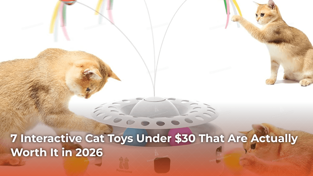 7 Interactive Cat Toys Under $30 That Are Actually Worth It in 2026