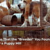7-red-flags-that-the-breeder-you-found-online-is-actually-a-puppy-mill