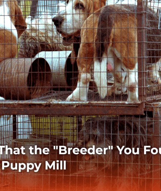 7-red-flags-that-the-breeder-you-found-online-is-actually-a-puppy-mill