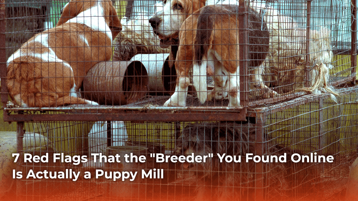 7-red-flags-that-the-breeder-you-found-online-is-actually-a-puppy-mill