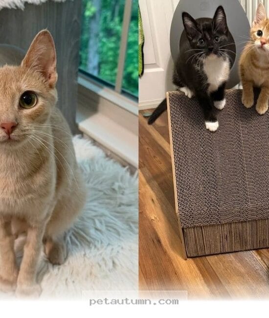 A Brave Mama Cat Needs a Loving 2026 Home After Saving Her 5 Kittens