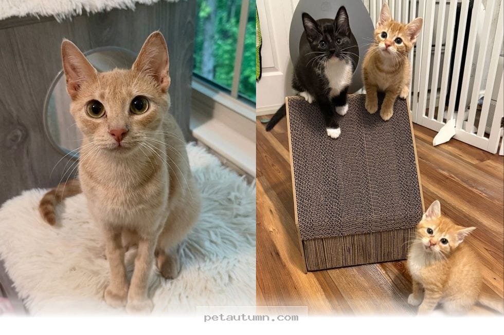 A Brave Mama Cat Needs a Loving 2026 Home After Saving Her 5 Kittens