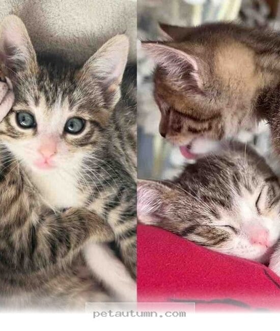 Adopting 2 Rescue Kittens The Heartwarming 2026 Bond of Cat Brothers