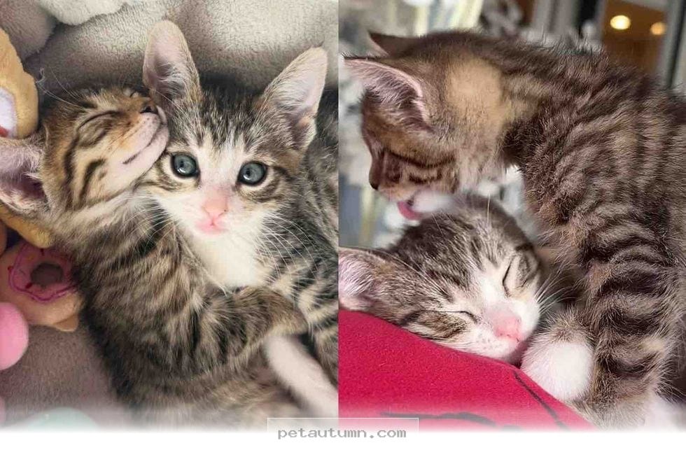 Adopting 2 Rescue Kittens The Heartwarming 2026 Bond of Cat Brothers