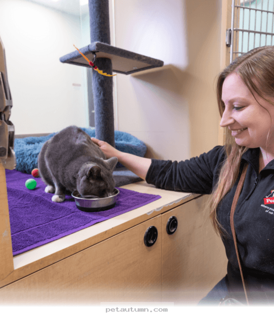 Average 2026 Prices for Quality Cat Boarding Services in Riverside CA