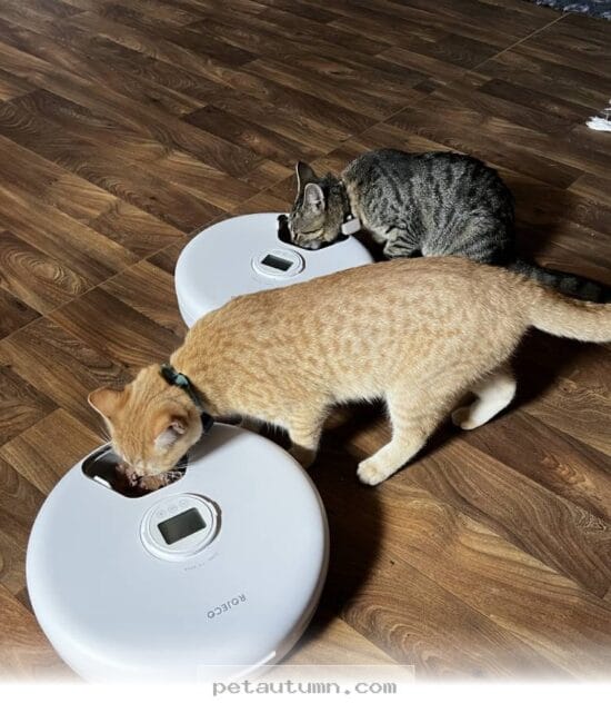 Best 5 Automatic Cat Feeders for Your Furry Friends to Use in 2026