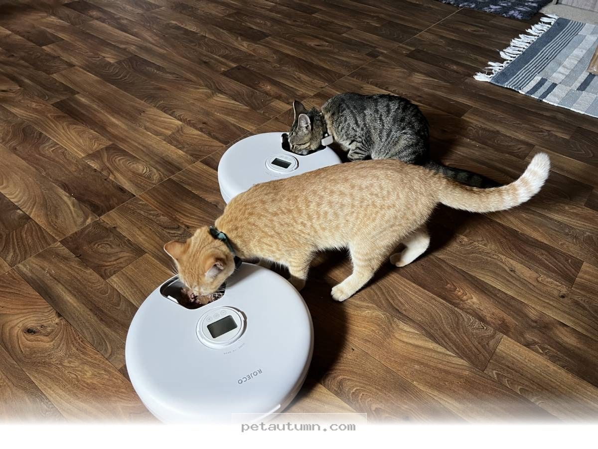 Best 5 Automatic Cat Feeders for Your Furry Friends to Use in 2026