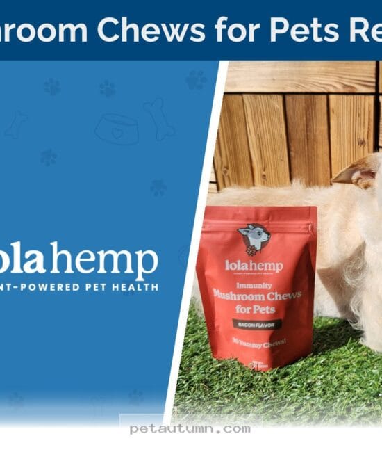 Boost Your Pet Wellness With Lolahemp Mushroom Chews Review 2026