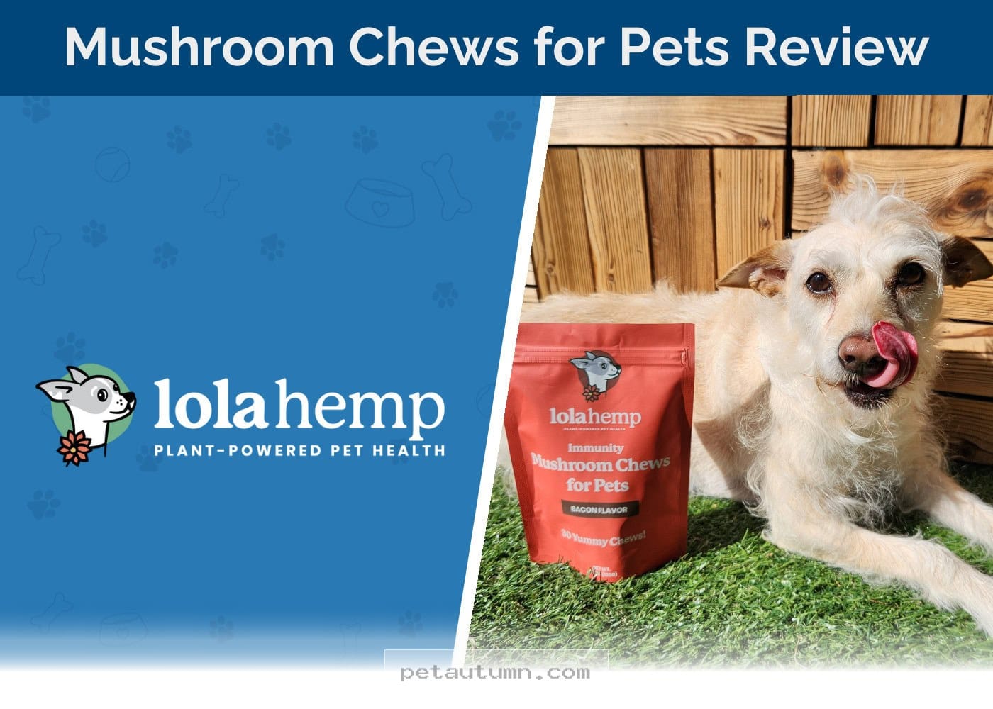Boost Your Pet Wellness With Lolahemp Mushroom Chews Review 2026