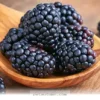 Boost Your Pet's Brain Health With 5 Amazing Berry Benefits in 2026