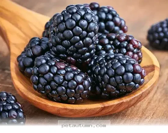 Boost Your Pet's Brain Health With 5 Amazing Berry Benefits in 2026