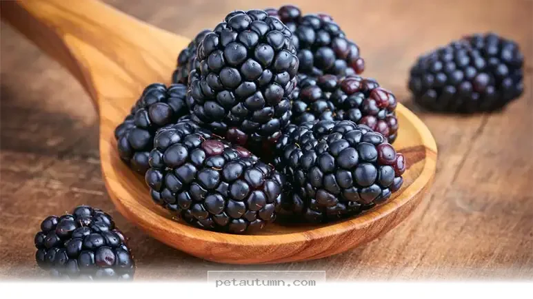 Boost Your Pet's Brain Health With 5 Amazing Berry Benefits in 2026