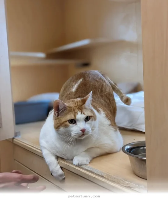 Budgeting for 2026 Cat Boarding Services in Aurora for Your Pet