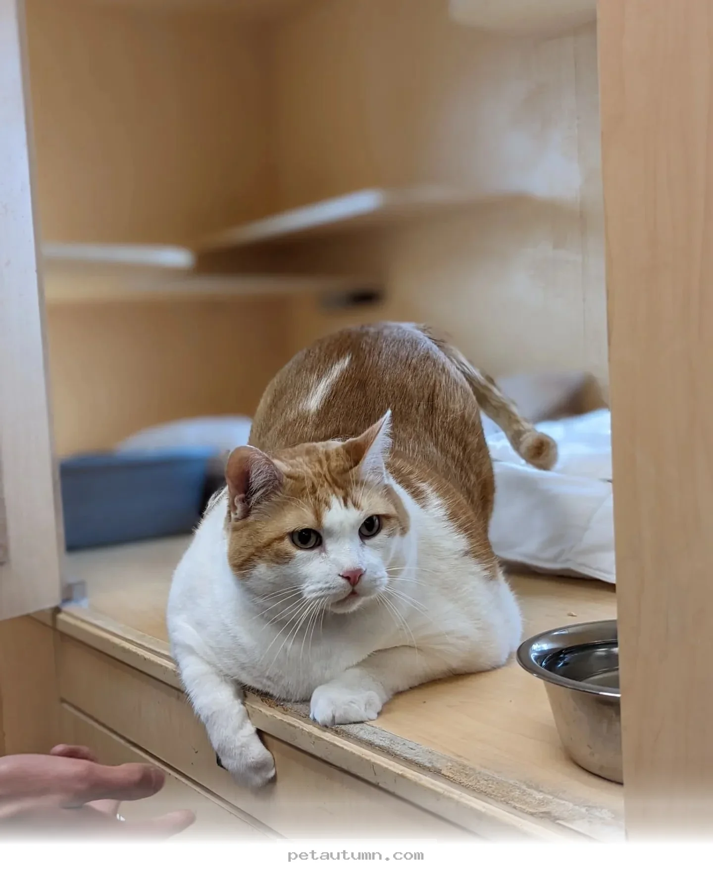 Budgeting for 2026 Cat Boarding Services in Aurora for Your Pet