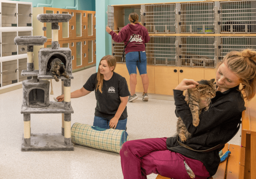 Budgeting for 2026 Cat Boarding Services in Dayton Ohio for Your Pet