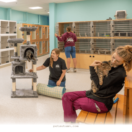 Budgeting for 2026 Cat Boarding Services in Dayton Ohio for Your Pet