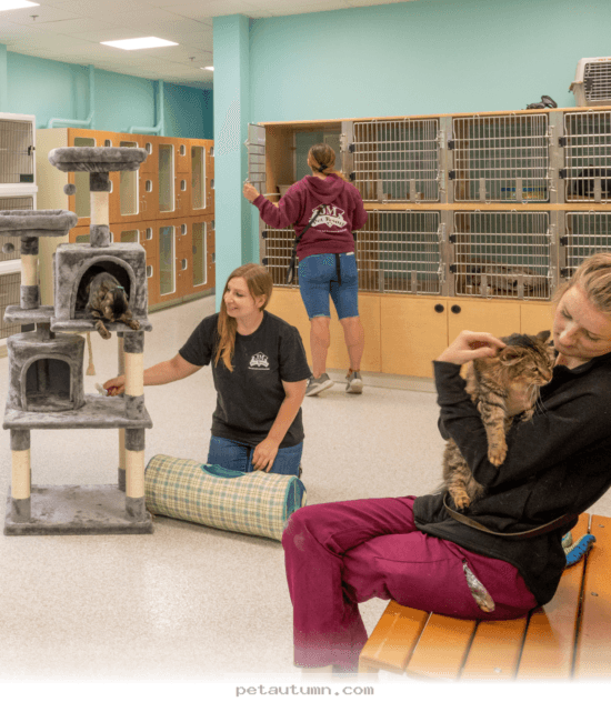 Budgeting for 2026 Cat Boarding Services in Dayton Ohio for Your Pet