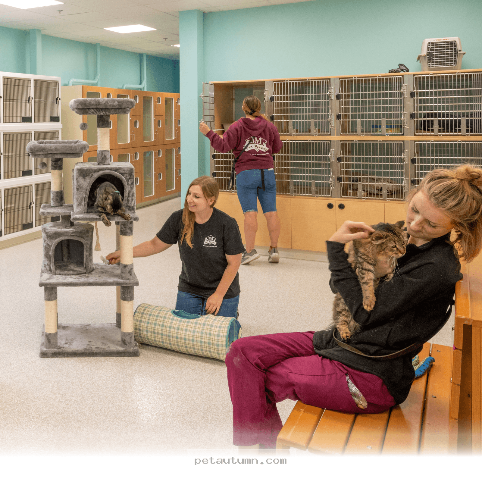 Budgeting for 2026 Cat Boarding Services in Dayton Ohio for Your Pet