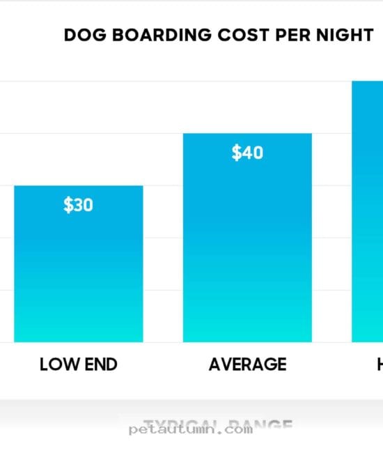 Budgeting for 2026 Dog Boarding Services in Aurora for Your Pet