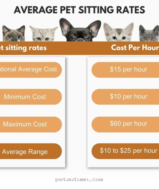 Budgeting for Cat Sitters in 2026 A Friendly Guide to Average Fees