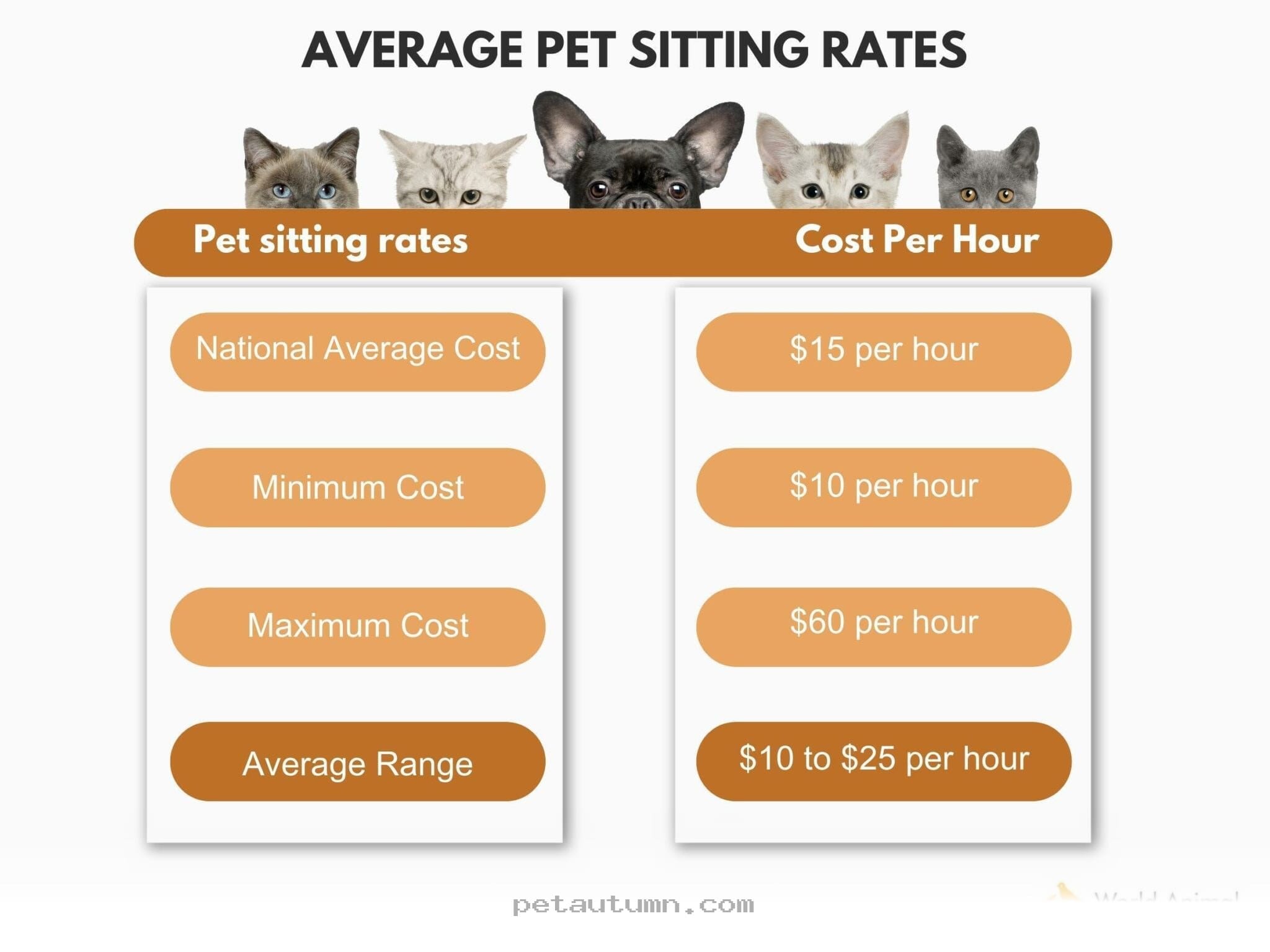 Budgeting for Cat Sitters in 2026 A Friendly Guide to Average Fees