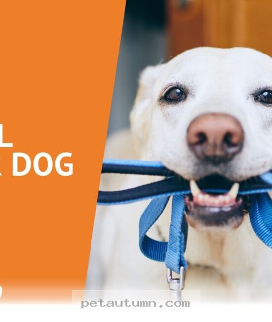 Budgeting for Professional Dog Walking Services in Portland for 2026