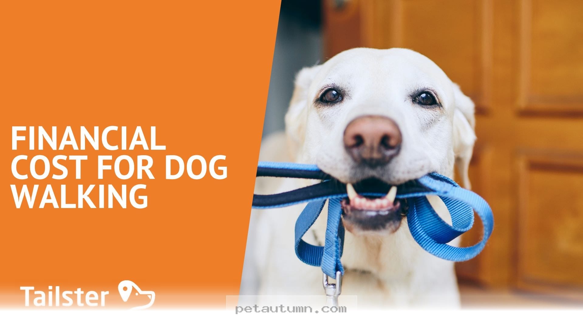 Budgeting for Professional Dog Walking Services in Riverside for 2026