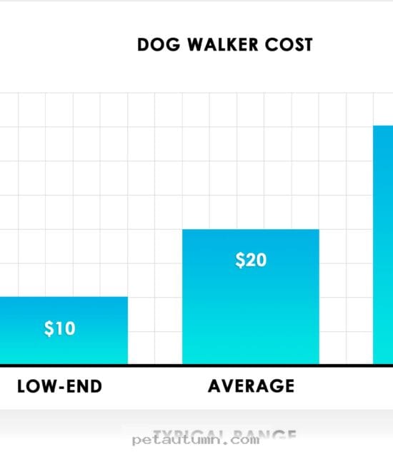 Budgeting for Your Akron Dog Walker Rates in 2026 Made Simple