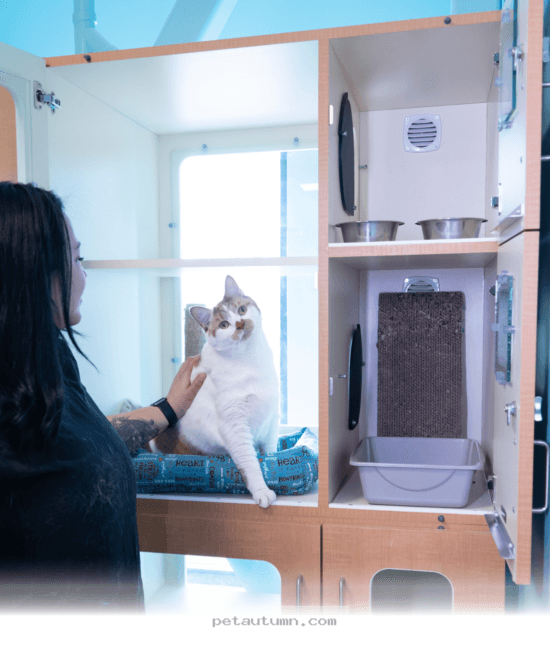 Budgeting for Your Kitty 5 Essential Cat Boarding Price Tips for 2026