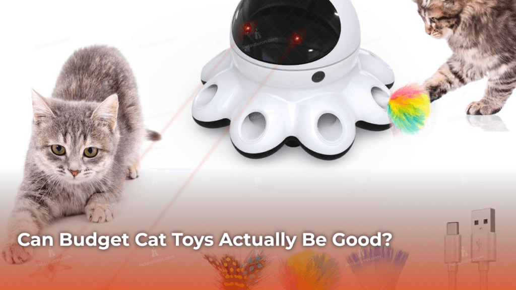 can-budget-cat-toys-actually-be-good