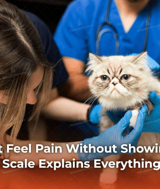 can-your-cat-feel-pain-without-showing-it-the-cat-grimace-scale-explains-everything