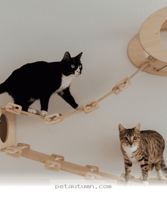 Choosing the Best Life for Your Cat in 2026 and Keeping Them Safe