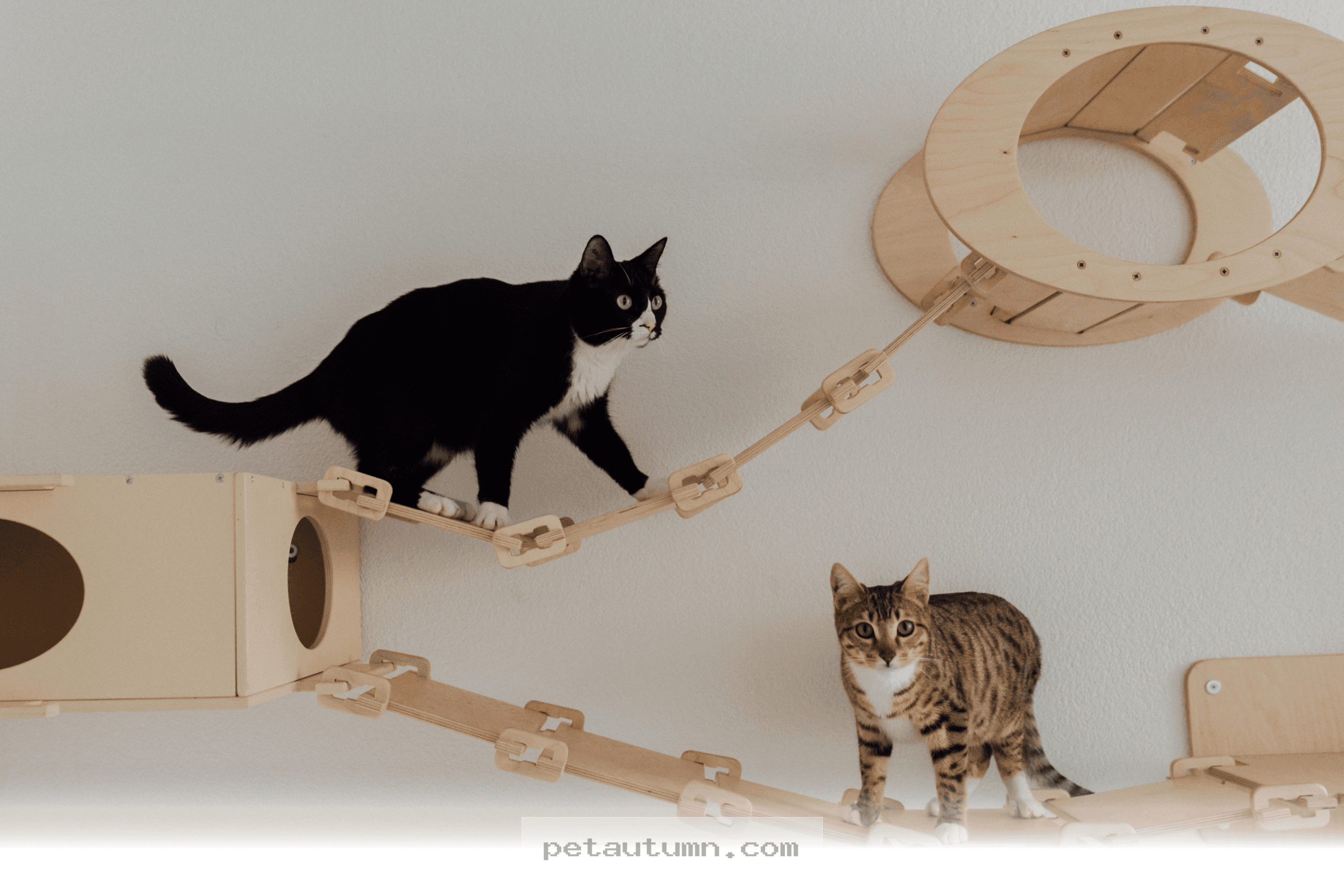 Choosing the Best Life for Your Cat in 2026 and Keeping Them Safe