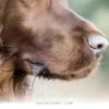Common Reasons Your Dog Might Drool Excessively in 2026 and Beyond