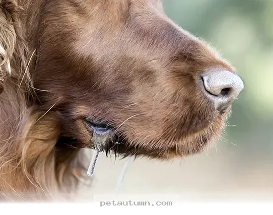 Common Reasons Your Dog Might Drool Excessively in 2026 and Beyond