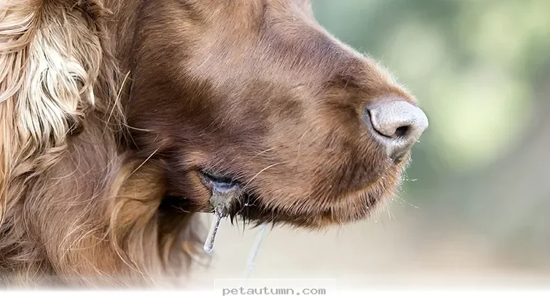 Common Reasons Your Dog Might Drool Excessively in 2026 and Beyond