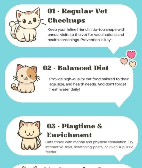 Daily Playtime Tips for Keeping Your Cat Happy and Healthy in 2026