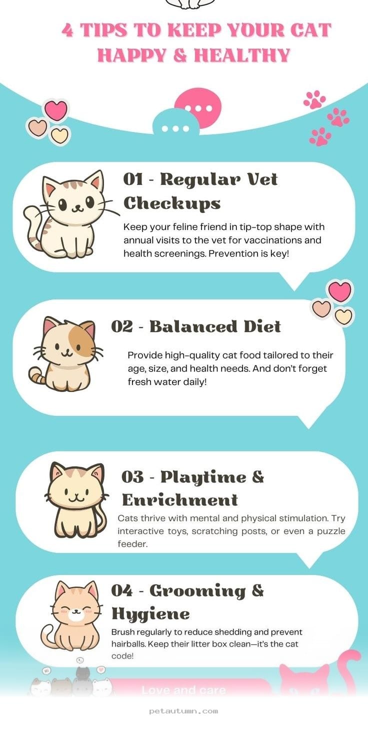 Daily Playtime Tips for Keeping Your Cat Happy and Healthy in 2026