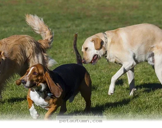 Discover the 2 Trendiest Hybrid Dog Breeds for Your Home in 2026