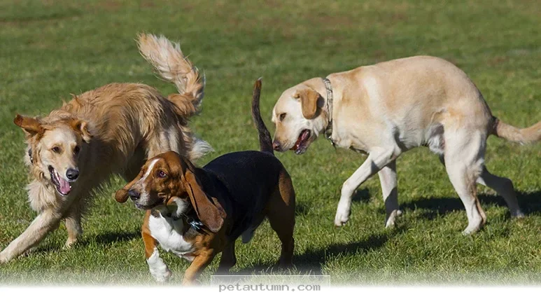 Discover the 2 Trendiest Hybrid Dog Breeds for Your Home in 2026