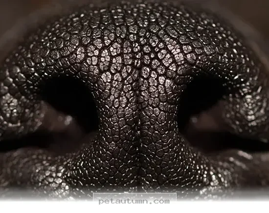 Discover Why Your Pet's Unique Nose Print Is Special in 2026